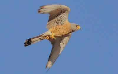 Los secretos del cernícalo primilla en su viaje hacia el sur