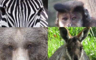 Lateralización visual en mamíferos: ¿influye la posición de los ojos en la forma en que se relacionan?