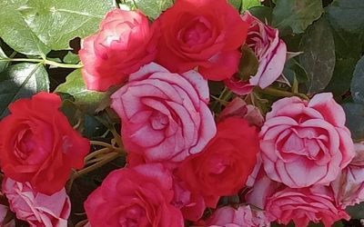 Aprendiendo a vivir con el invitado grosero: en busca de una vida orientada a valores