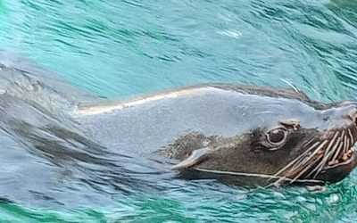 Intervenciones Asistidas con Animales y Terapias Asistidas con Animales: conceptos, beneficios y limitaciones metodológicas